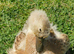 Ducks