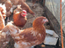 Egg layer Chicken available
