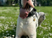 KC REGISTERED GREAT DANE PUPPIES NORTHAMPTON
