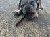 Merle French bulldog