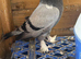 Turkish takla