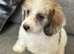 Lovely Doxiepoo Puppies looking for there loving home. Boys and girls available