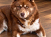 Siberian Husly Males for stud