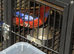 Proven pair Rosellas