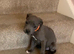 Beautiful blue Staffordshire bull terrier puppies