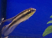 Kribensis Cichlid (Pelviacachromis pulcher)