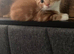 Lovely kittens for sale
