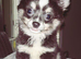 Beautiful Long-Haired Blue & White Chihuahua &ndash; 18 Months Old