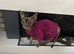 2 Spinx cats