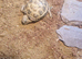 Horsefield tortoise