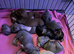 Baby sausage dogs