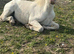 Welsh gelding
