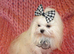 Gorgeous Babydoll KC Registered Korean Maltese Adult Girl 2 Years Old