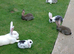 Pure show type mini lop