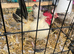 Starter Seramas..4 hens & a cock