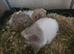 2 Pairs of bonded male guinea pigs for sale