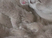 Tica registered Lilac bsh kittens