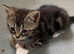 Kittens 5 Available