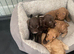 Pra clear miniture cockapoo puppies