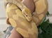 Pet Only Ball Pythons
