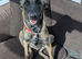 Belgian shepherd pappy