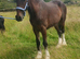Registered shire filly, 2 years old, lovely natured and shown successfully