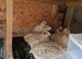 italian coturnix sparkly quails - jumbo