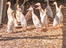 Indian Runner Ducks/Duckling Females & Males