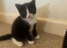 Female kitten