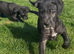 Lurcher pups