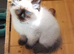 Adorable Pure breed Ragdoll kittens available to everloving homes