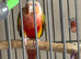 High Red Green cheek & Pineapple Conure