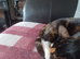 For sale girl cat under one