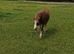 Yearling Colts