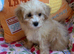 Very tiny F1 teddy bear maltipoo puppies