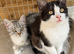 Half Persian cats for sale girls