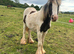 Cob filly