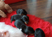 Sweet mini dachshund puppies