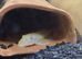 Bristlenose Pleco Fish