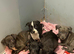 Staffie puppies for sale