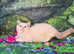 GCCF Registered Ragdoll Kittens