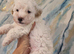 Maltipoo's 1 boy 1 girl left, rare coloured faces