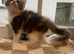 Mainecoon x ragdoll kittens