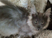 Blue Smoke Maine Coon Boy.
