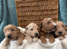 Sunning littler of Australian Double Doodles from Health screened parents