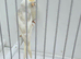 BEAUTIFUL PROVEN PAIR REDPOLLS MUTATION COLORS