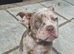 Micro Bully Pup Female
