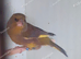 Rung Proven Pair Of GreenFinches