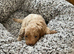 Shihpoo puppies