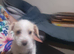 Jack Russel puppies for sale